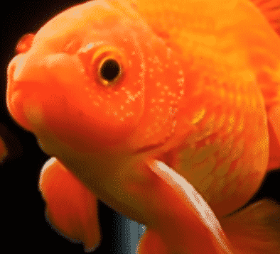 A male goldfish with breeding spots on its fins