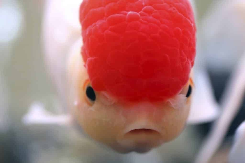 A red cap Oranda Goldfish close-up