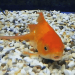 Goldfish floating to top of outlet tank