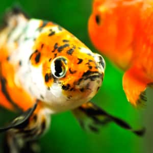 Close-up of the head of a Shubunkin Goldfish