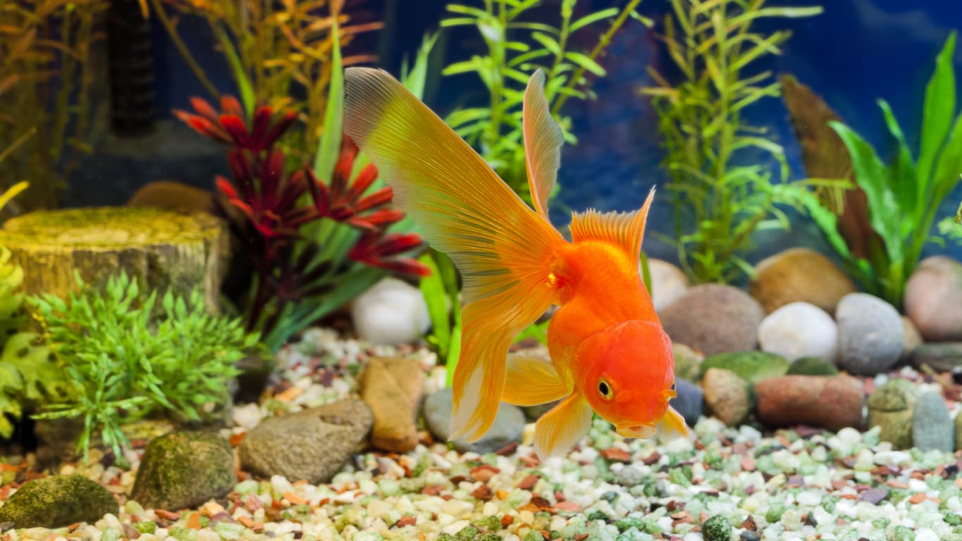 sunset colored Goldfish swimming in tank surrounded by rocks and plants 