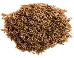 A pile of freeze-dried bloodworms