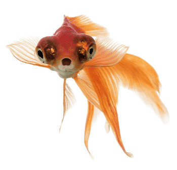 Cut-out of a goldfish looking at the camera with its mouth open