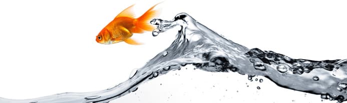 A goldfish jumping out of water