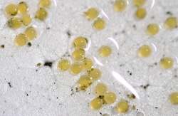 Goldfish eggs in store pond