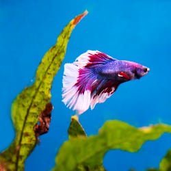 A purple and white betta fish on a blue background with some green plant leaves