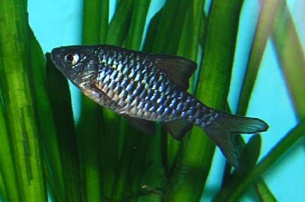 Photo of Checker Barb