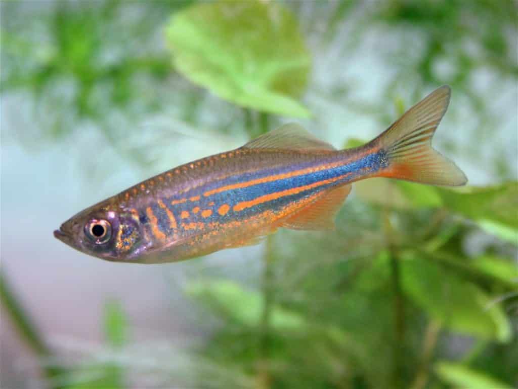 Photo of giant danio