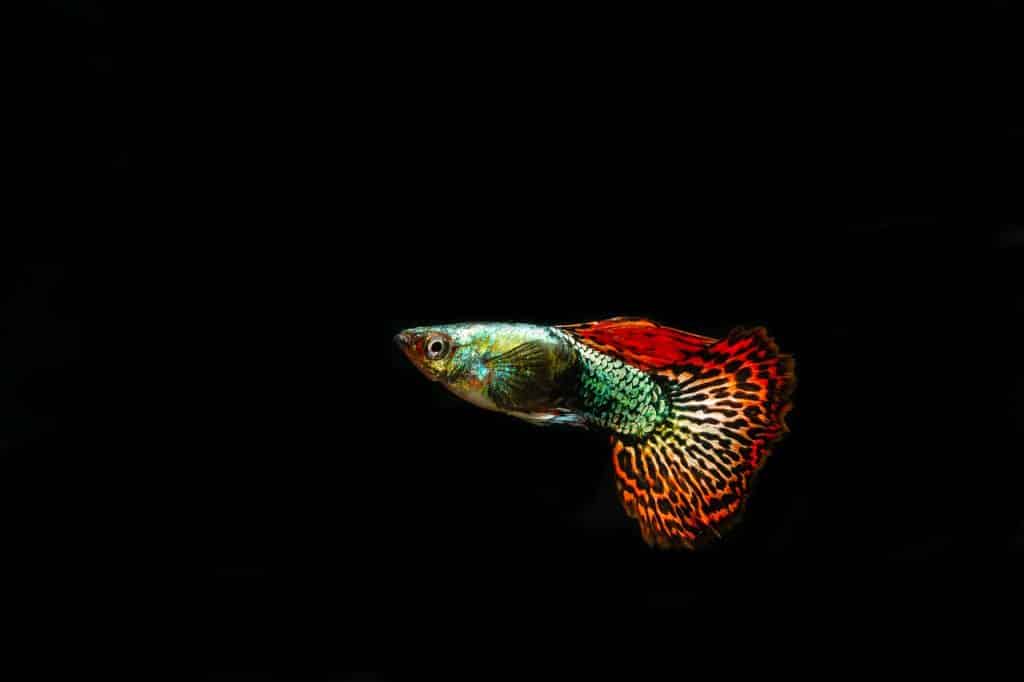 Male guppy with an orange, red and black tail, on a black background