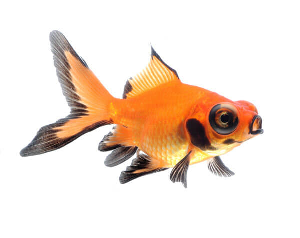 Butterfly Telescope Goldfish