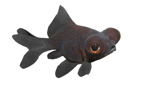 Photo of a black moor goldfish