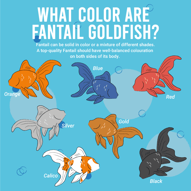 fantail goldfish colors, image shows orange, blue, red, silver, gold, calico and black fantail Goldfish