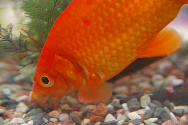 Wakin goldfish best sale for sale