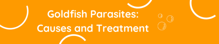 Curated visual reference: Visual Reference: Goldfish Parasites Signs Dangers How To Treat Fast