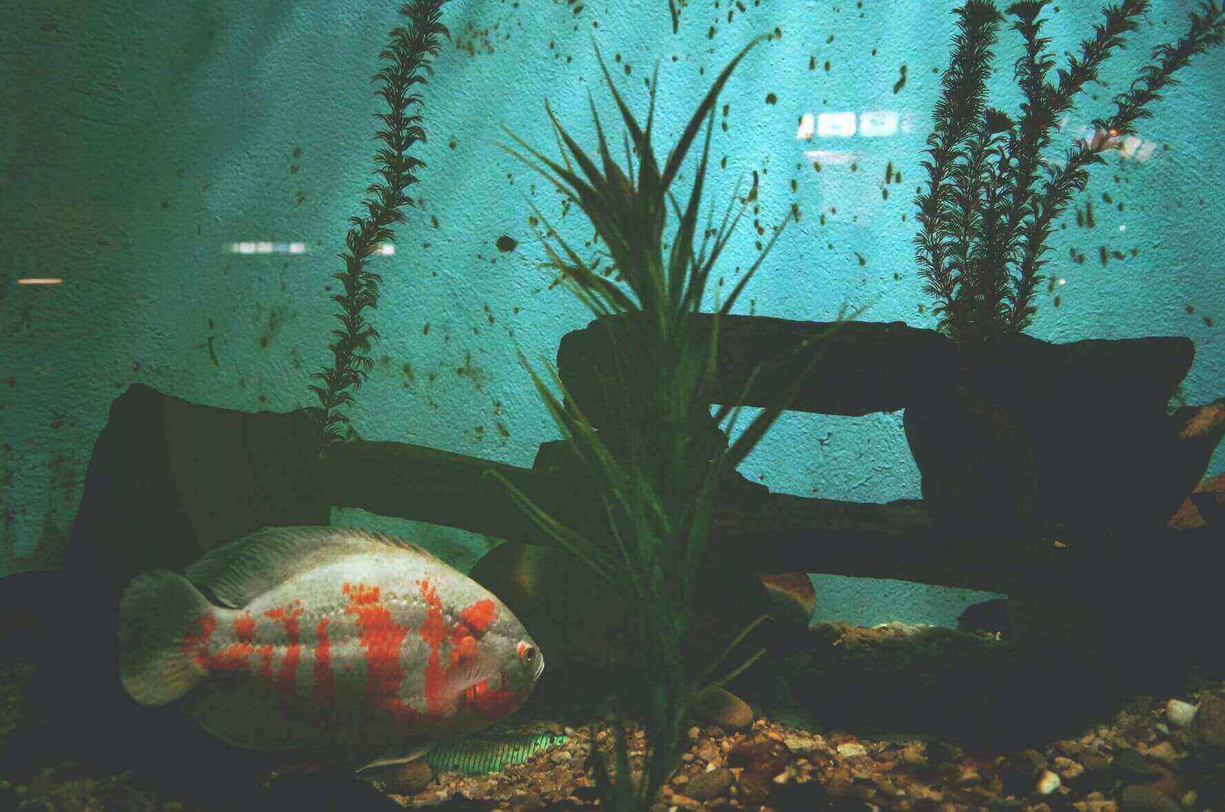 Why Is My Goldfish Tank Cloudy The Goldfish Tank