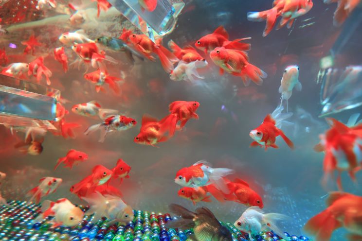 red and white goldfish swimming around clear but reflective fish tank