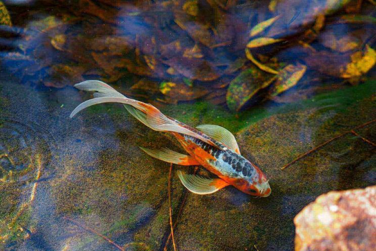 Large fish lay on pond floor surrounded by twigs and leaf's