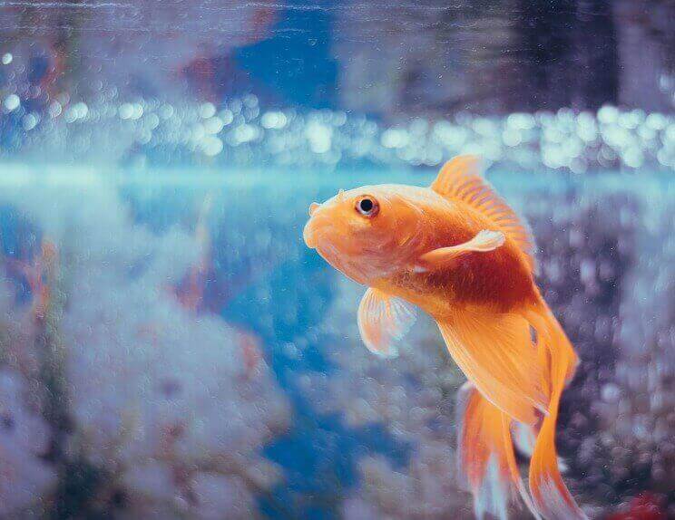 lone goldfish in clear water fishtank