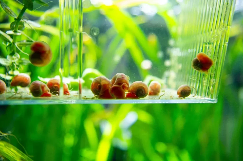 small snails sat inside a see through container