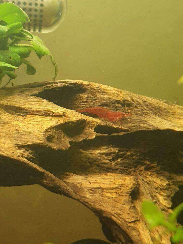 Shrimp hiding in hole in log