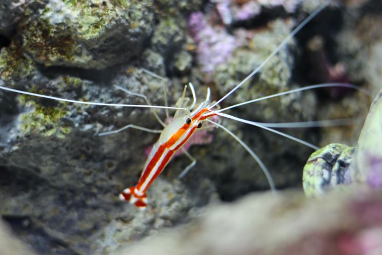 red and white shrimp climbing up a gap in the rocks