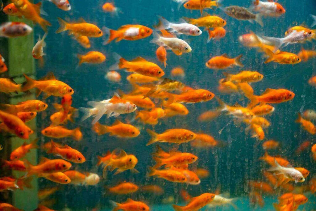 Bunch of goldfish behind goldfish tank glass