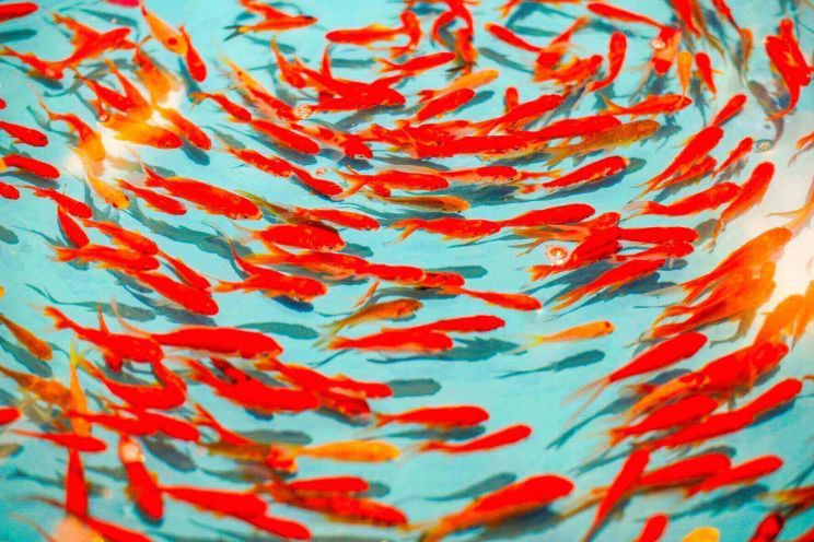 red and sunset orange fish circling pool of blue water