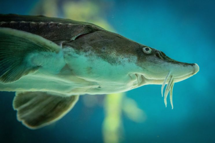 Sturgeon swimming in a pond