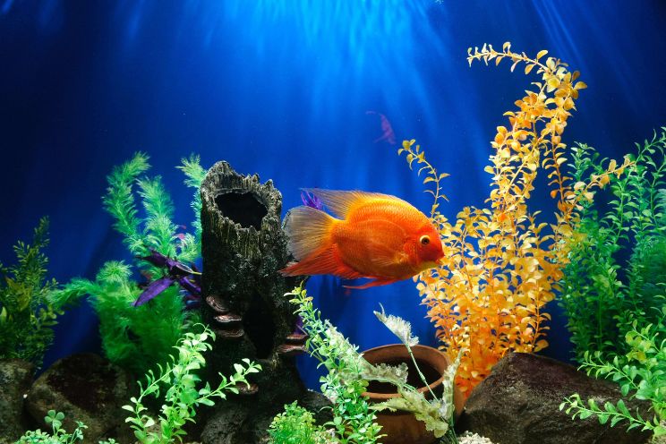 Driftwood swimming in fish tank