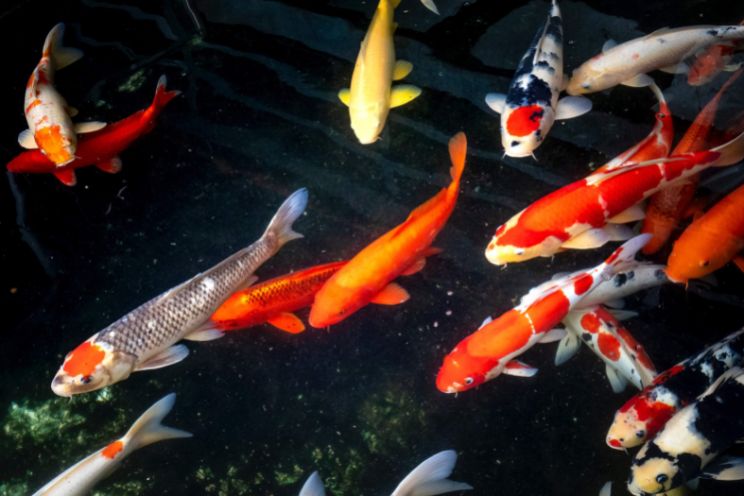 Koi Carp swimming in ponds