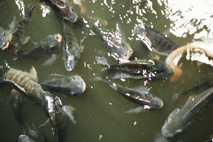 Common Carp swimming in pond