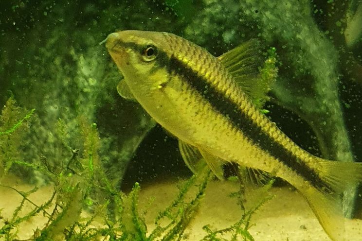 Siamese eating algae