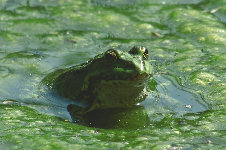 Frog popping head out of the water