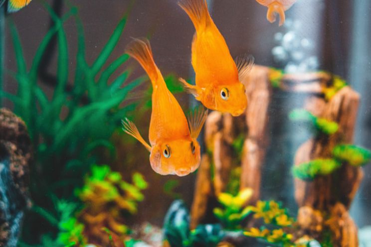 Two orange Goldfish swimming in tank filled with green plants