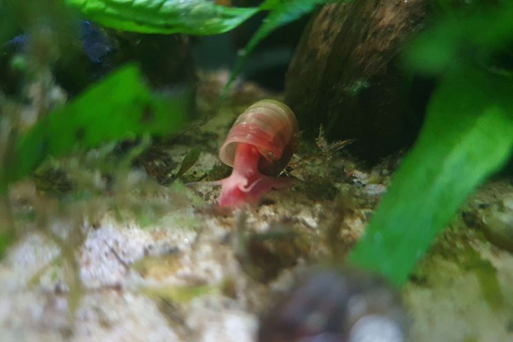 snails on the water floor