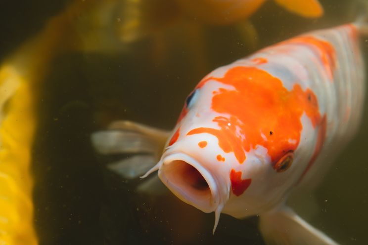 Koi Carp Close up shot