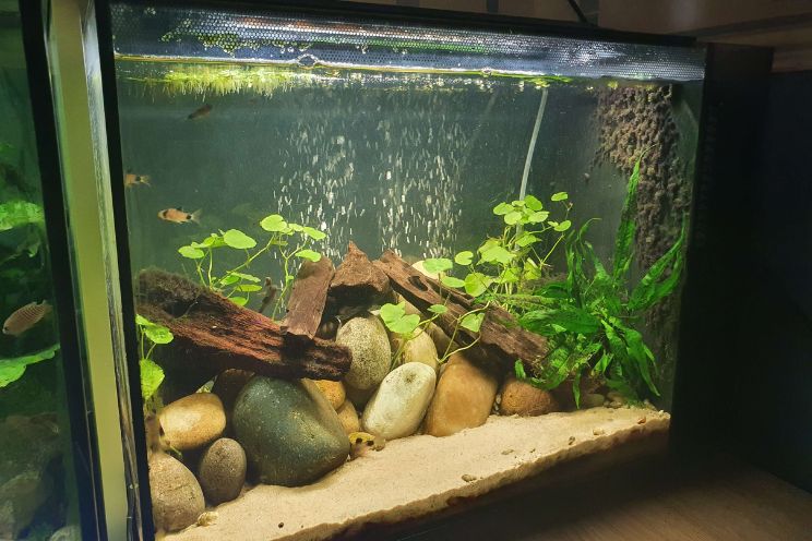 Black beard algae in Tank wit rocks and plants