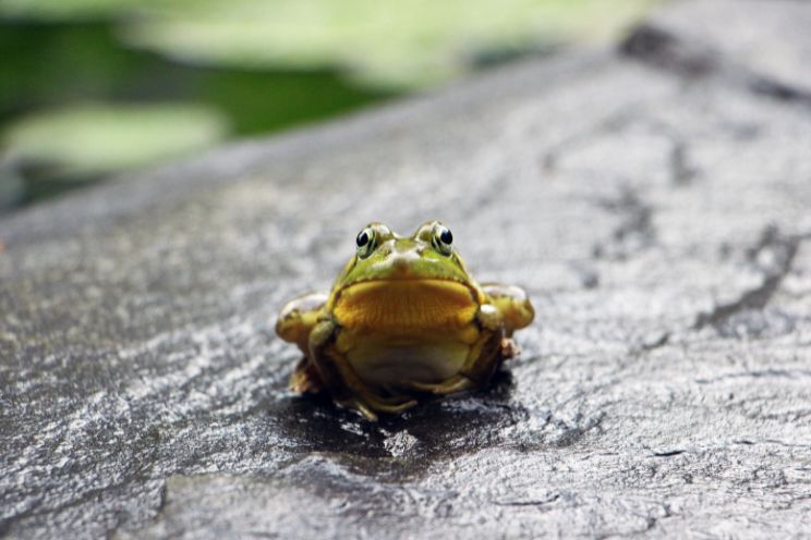 Frog on rock