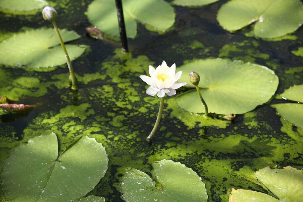 Pond filled with algae and lily pads with white flower coming out of the middle