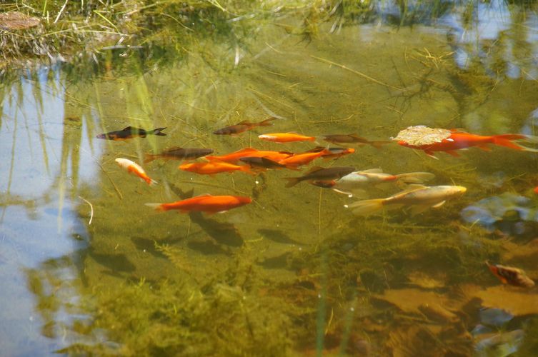 fish in pond with algae