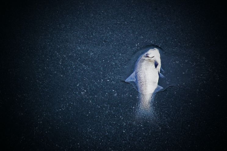 Fish frozen in water