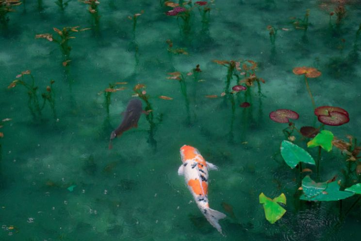 Goldfish in natural pond