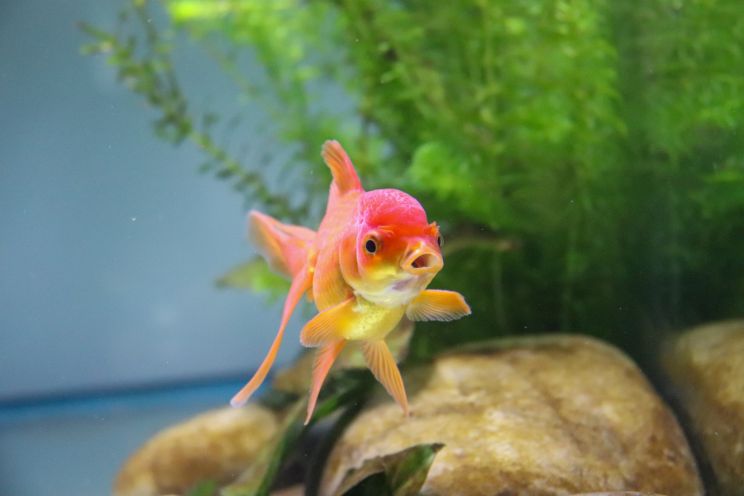 Comet goldfish with mouth open