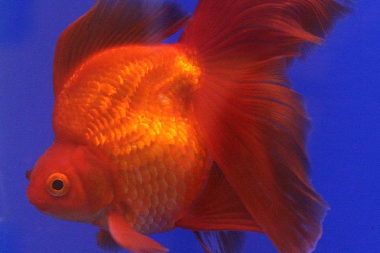 Red Ryukin Goldfish