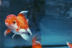 Best Oranda Goldfish Tank Mates | The Goldfish Tank