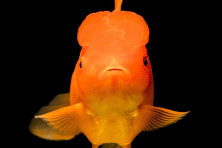 Oranda goldfish on black background