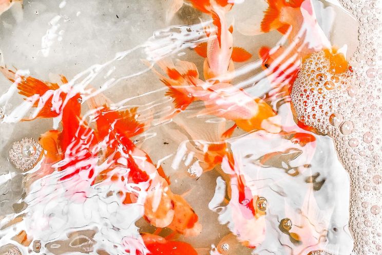 Ranchu Goldfish in soapy water