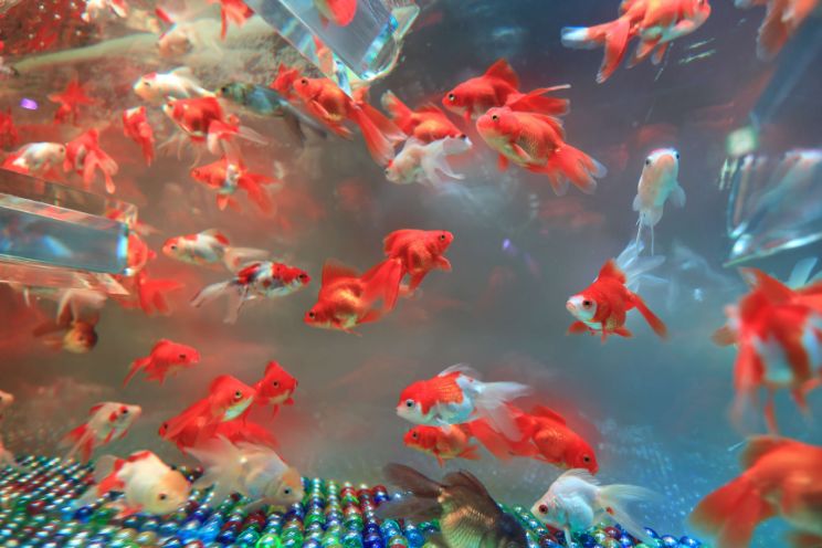 The Ultimate Guide to Goldfish Tanks