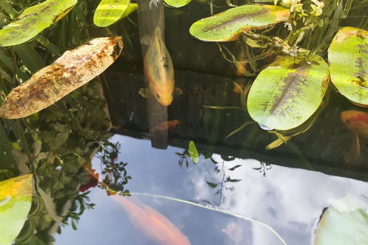 Shubunkin in pond