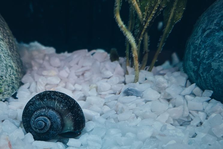 Snail sat on Fish tank floor